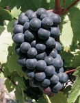 Gamay g1bis.jpg