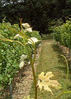 Negret pounjut bo g3450.jpg