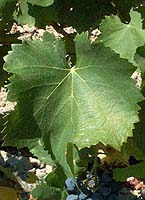 Grenache n fe 2199.jpg
