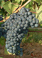Petit verdot fr 2094.jpg