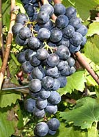 Tinta barroca fr www.vins-geneve.ch.jpg