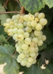 Clairette b grappe .jpg