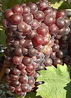 Ribier gris fr gr5121.jpg