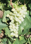 Aledob gr modif plantgrap.jpg