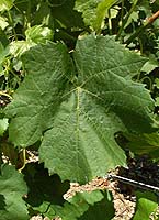 Arvine fe gr4719.jpg