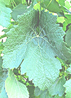 Sirano fe plantgrape.plantnet-project.org.jpg