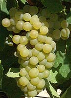 Chardonnay fr 2045.jpg