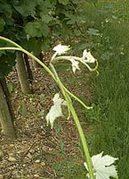 Claveriebo 1238.jpg