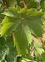 Alval fe g4876.jpg