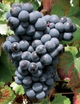 Bouchales g2.jpg