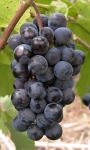 Florental grappe.jpg