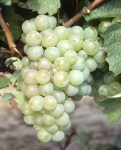 Meslier saint francois grappe .jpg