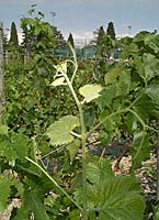 Plantet bo mtp 5615.jpg