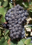 Carcajolo n grappe .jpg