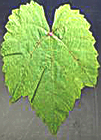 Floreal fe 2 oscar.jpg