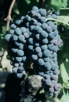 Carignan grappe.jpg