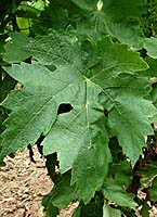Tempranillo fe g1 08.jpg