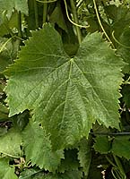 Caladoc fe 4476.jpg