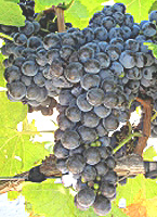 Sirano fr plantgrape.plantnet-project.org.jpg