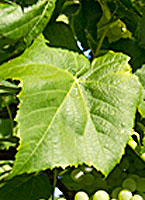 Lakemont fe www.fulkersonwinery.com.jpg
