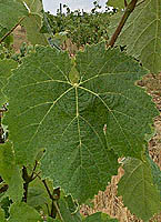 Claverie fe g2871.jpg