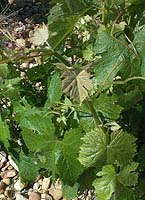 Piquepoul gr bo 1041.jpg