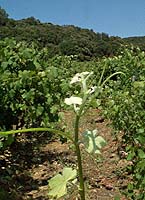 Alvarinho bo d4024.jpg