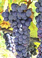 Onchette fr 1 vignerons-trieves.com.jpg