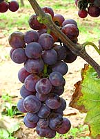 Rubilande fr b474.jpg