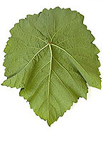 Suffolk red fe verso www.vivc.de.jpg