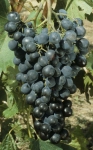 Varousset grappe.jpg