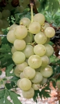 Chasselas cioutat g1.jpg