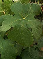 Marsanne fe 2.jpg