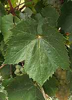 Aligotefe1.jpg