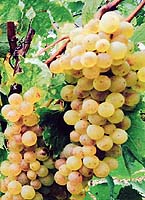 Petit meslier fr bollinger twitter.jpg