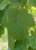 Prunelardfe1148.jpg