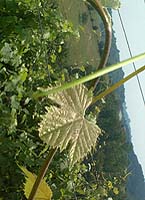 Gros manseng bo 1179.jpg
