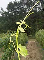Portan bo g4215.jpg