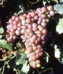 Rose du var rs grappe .jpg