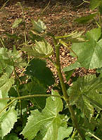 Ganson bo 2332.jpg