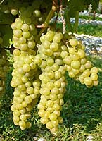Soreli fr 1 catalogoviti.politicheagricole.it.jpg