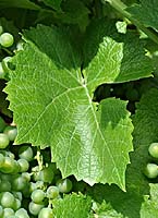Solaris fe vinsdegenval.wordpress com.jpg