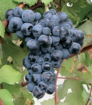 Teoulier g2.jpg