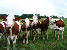 Vaches100.jpg