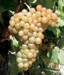Marsanne g1bis.jpg