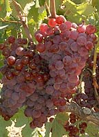 Barbaroux fr 2137.jpg