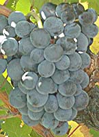Brun fourca fr 2223.jpg