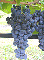 Carmenere fr 2 catalogoviti.politicheagricole.it.jpg