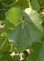 Chardonnay fe 1656.jpg