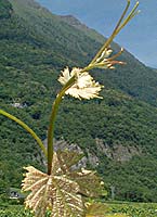 Etraire bo gr4706.jpg